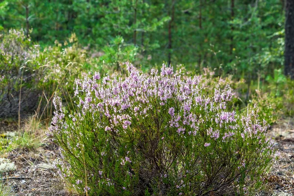 Fleurs Forestières Bruyère Dans Une Clairière Ensoleillée Région Leningrad — Photo