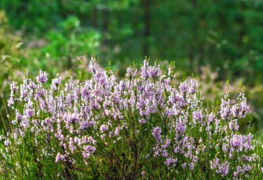Heather 'ın ormanlık arazideki çiçekleri. Leningrad bölgesi.