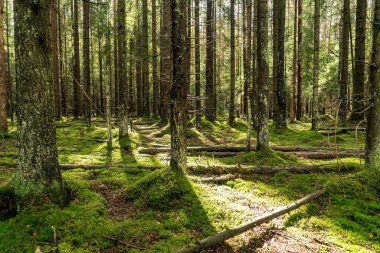 Ladin gövdeli ve yeşil yosunlu yoğun bir orman. Leningrad bölgesi