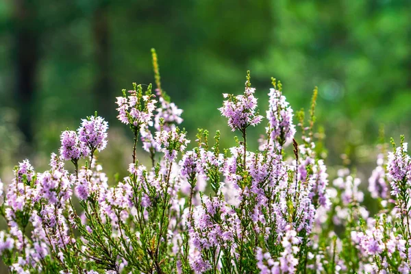 Skogsblommor Heather Solig Glänta Leningradregionen — Stockfoto