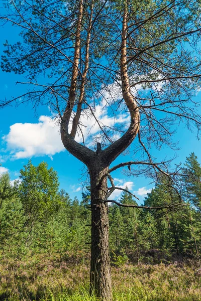 Borovice Rozvětveným Kmenem Slunečného Letního Dne Leningradská Oblast — Stock fotografie