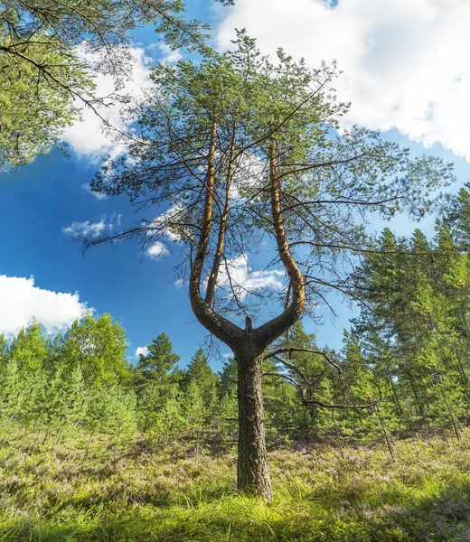 在阳光明媚的夏日 松树上有一个叉子树干 列宁格勒地区 — 图库照片