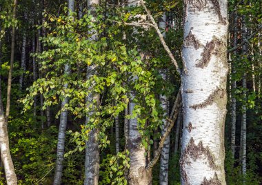 Beyaz şortlu yeşil yapraklı huş dalları