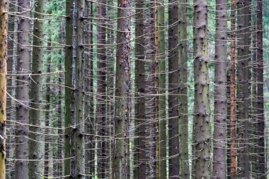 Ormanda kurumuş dalları olan çam ağaçları.