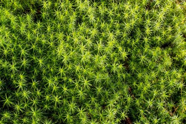 Yeşil yosun yakın plan. Sıradan Kukushkin keteni, ya da sıradan Polytrichum lat. Polytrichum komünü