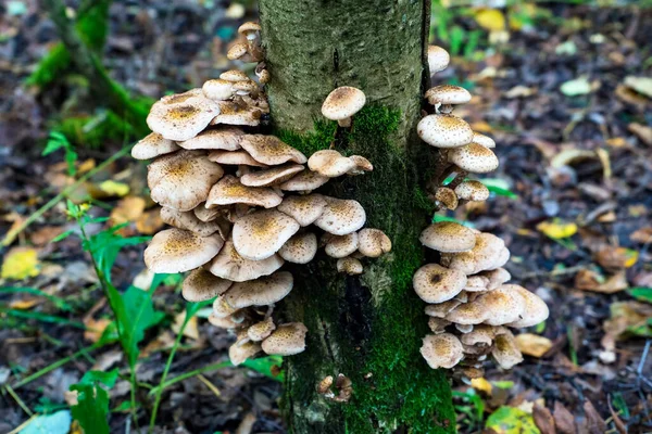 Honey agarics grow in the forest on a tree . — Stock Image Honey agarics grow in the forest on a tree . Stock Picture
