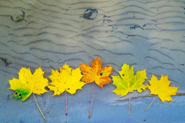 Желтые Листья Клена Лежат Воде Озере — стоковое фото