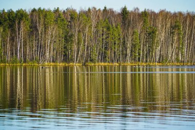 Göl kıyısındaki ağaçlar ayna yüzeyine yansıyor. Leningrad bölgesi.