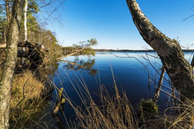 Göl kıyısındaki ağaçlar ayna yüzeyine yansıyor. Leningrad bölgesi.