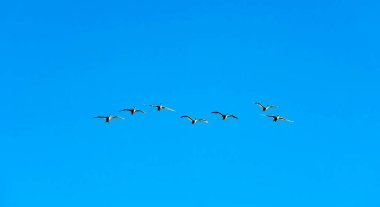 Gri yaban kazları mavi gökyüzüne doğru uçar. Leningrad bölgesi