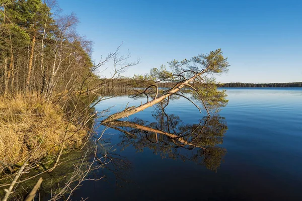 Stromy Břehu Jezera Odrážejí Zrcadlovém Povrchu Leningradská Oblast — Stock fotografie