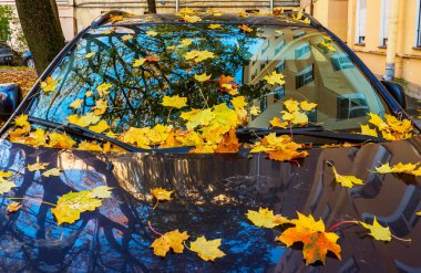 Sarı akçaağaç yaprakları mavi bir arabanın kaputunda yatıyor.