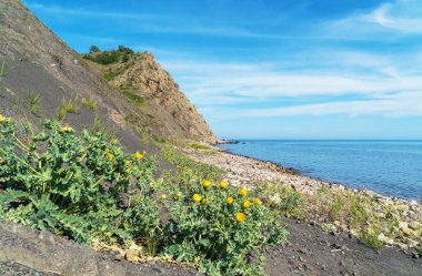 Deniz kıyısındaki sarı machok Glaucium çeşnisi .