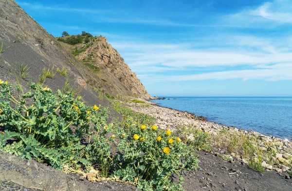 Deniz kıyısındaki sarı machok Glaucium çeşnisi .