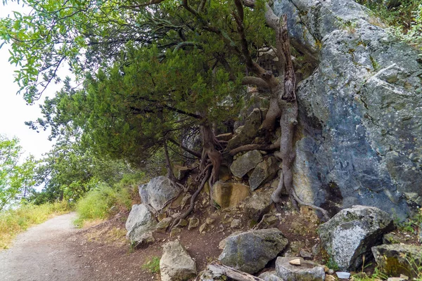 Trees cling to rocks along the sunny path. Yalta. Crimea