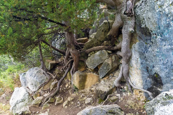 沿着阳光灿烂的小路 树木攀附在岩石上 雅尔塔克里米亚 — 图库照片