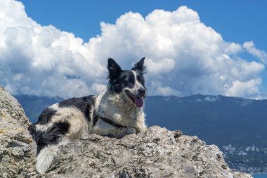 Köpek, dağların ve beyaz bulutların arka planında büyük bir taşın üzerinde yatıyor.