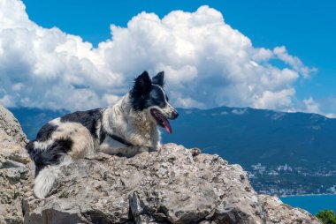 Köpek, dağların ve beyaz bulutların arka planında büyük bir taşın üzerinde yatıyor.