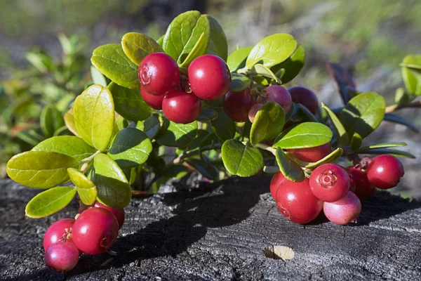 Uvas cranberries . — Fotografia de Stock