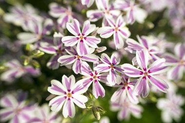 Çiçek açmış leylak