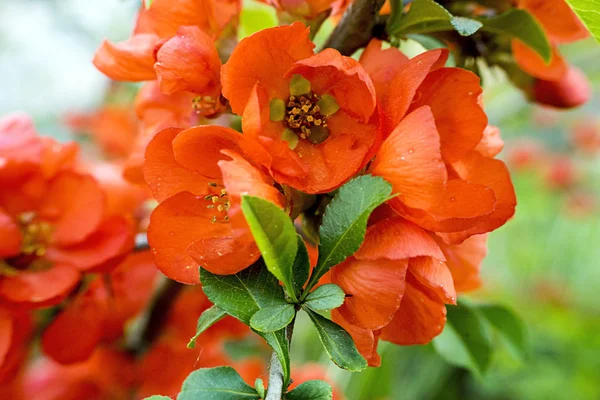 Flowering Japanese quince — Stock Photo, Image