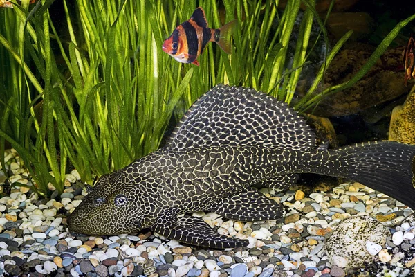 Panzerwels - ancistrus ordinary (ancistrus multispinis) im heimischen Aquarium — Stockfoto