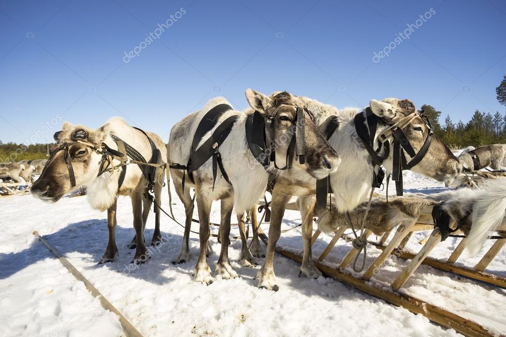 Reindeer sleigh in winter on the snow. 