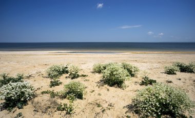 Çiçek açan Katran Azak Denizi'nin vahşi bir plajda. Crimea