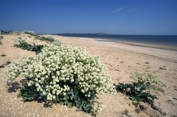 Katran fiorente su una spiaggia selvaggia del mare di Azov. Crimea — Foto Stock