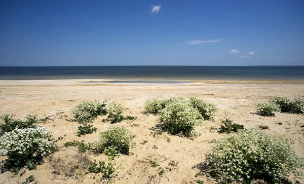 Цветущая Катран на диком пляже Азовского моря. Крым — стоковое фото