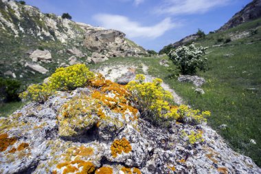 Bir yosun kaplı taş üzerinde sarı çiçek.
