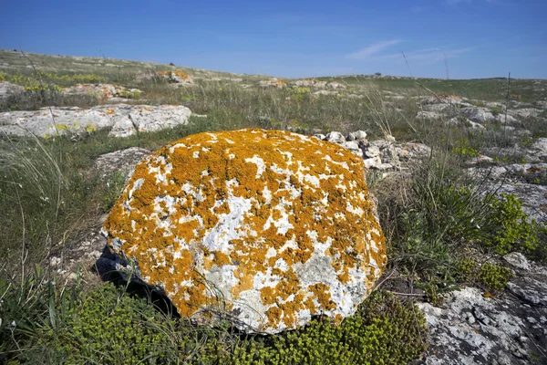 Old lichen-covered stone. — Stock Image Old lichen-covered stone. Stock Photo