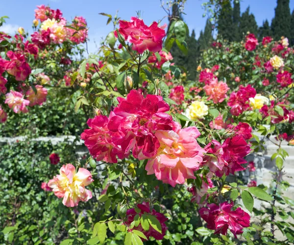 Arbusto bonito com rosas vermelhas e amarelas . — Fotografia de Stock