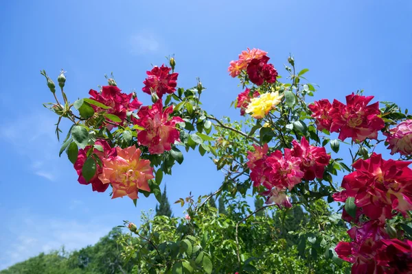 Il ramo di rose su uno sfondo cielo azzurro . — Foto Stock