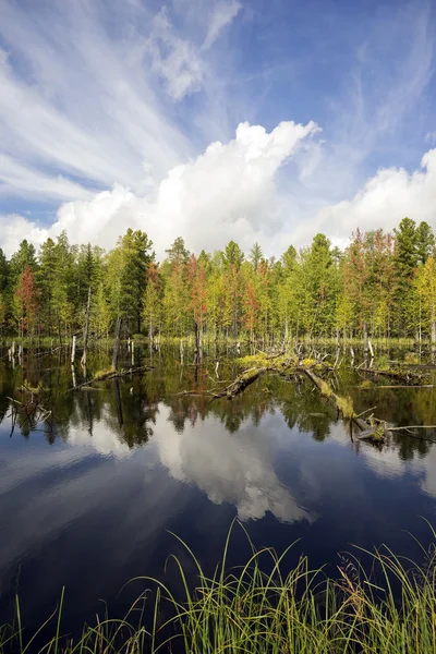 Paisaje con reflejo en el agua . — Foto de Stock