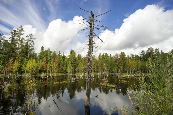 Árbol seco en el lago del bosque . — Foto de Stock