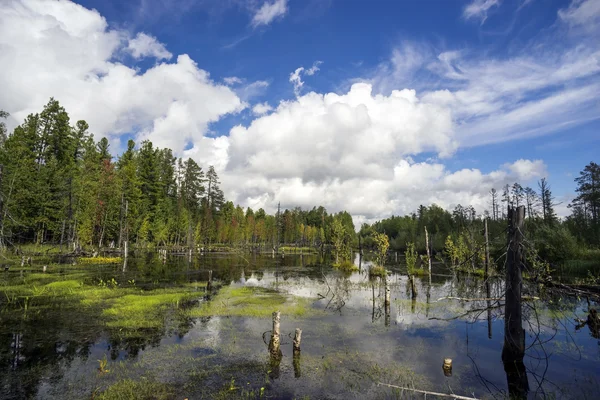 Northern landscape with boggy lake.