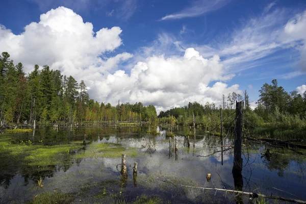 Paisagem do norte com lago pantanoso . — Fotografia de Stock