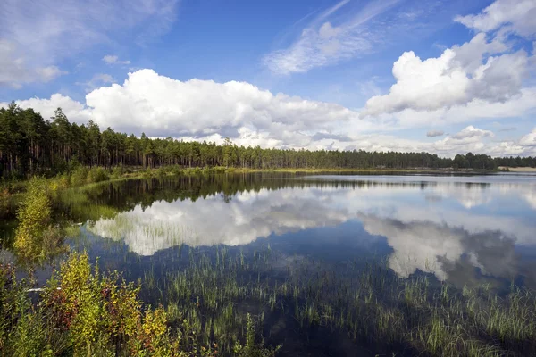 Forest lake in a Sunny day