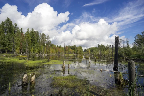 Nördliche Landschaft mit sumpfigem See. — Stockfoto