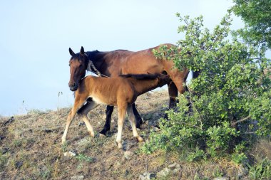 Yavru annesinden süt içiyor