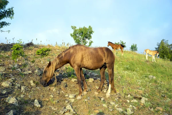 Cavalo e dois potros . — Fotografia de Stock
