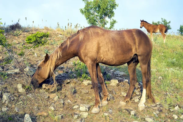Cavalo e potro . — Fotografia de Stock