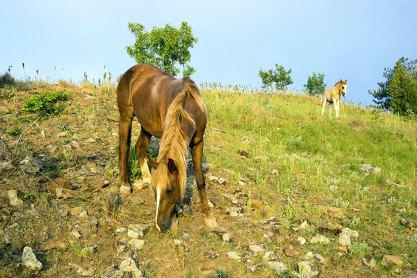 Sabah erken dağda otlayan atlar. — Stok fotoğraf