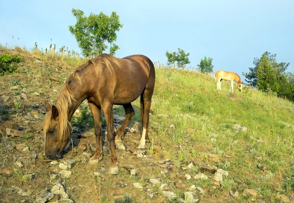 Лошади пасутся в горах рано утром . — стоковое фото
