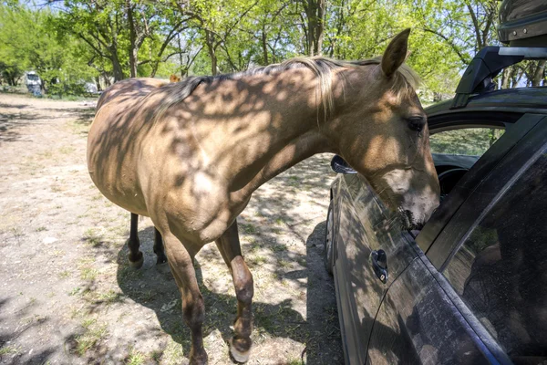 Cavalo curioso olhando na janela do carro . — Fotografia de Stock