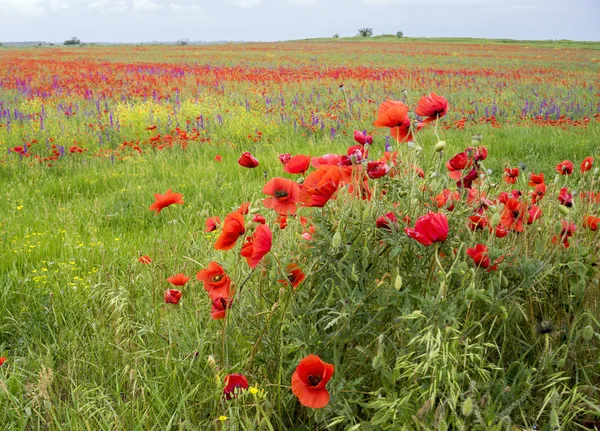 Las amapolas son rojas en los campos . — Foto de Stock