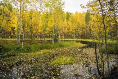 Suyun üzerinde sarı yapraklar.