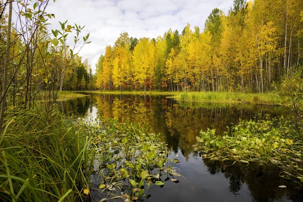 Прекрасне відображення у воді дерев осінь — стокове фото