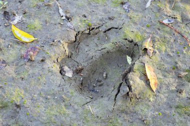 Bir ayı kum parça.